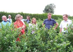 На плантації голубики в фірмі Driesvenplant